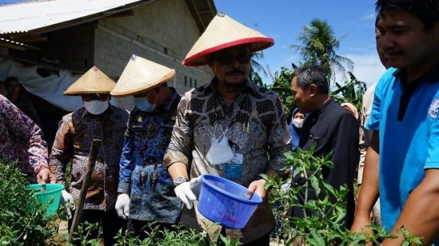 panen cabai petani milenial lampung