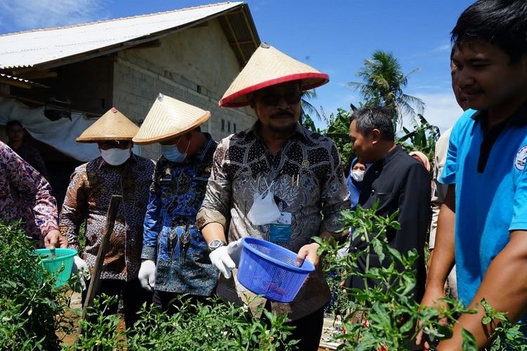 panen cabai petani milenial lampung