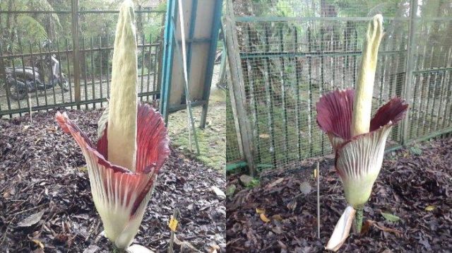 Bunga Bangkai Di Kebun Raya Cibodas Kembali Mekar,