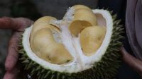 8 Manfaat Konsumsi Durian Bagi Kesehatan,Kaya Akan Serat dan Baik Untuk Kesehatan Tulang