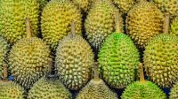 7 Ciri Durian yang Bagus, Matang, Manis dan Berdaging Tebal
