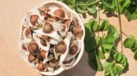 Manfaat Biji Kelor Akan Menjauhkan dari 5 Penyakit Ini