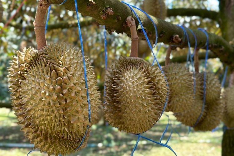 Durian Tak Boleh Dimakan Bersamaan dengan Apa Saja? Ini Daftarnya