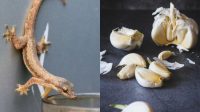Cara Ampuh Usir Cicak dengan Bawang Putih, Takut Buat Balik Lagi
