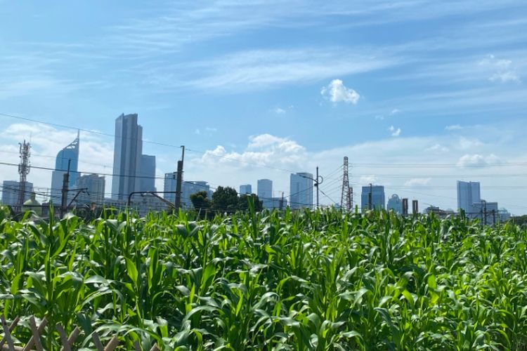 Siapa yang Merawat Kebun Jagung di Belakang Stasiun Tanah Abang?