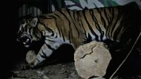 BKSDA Telusuri Informasi Kemunculan Harimau di Kerinci