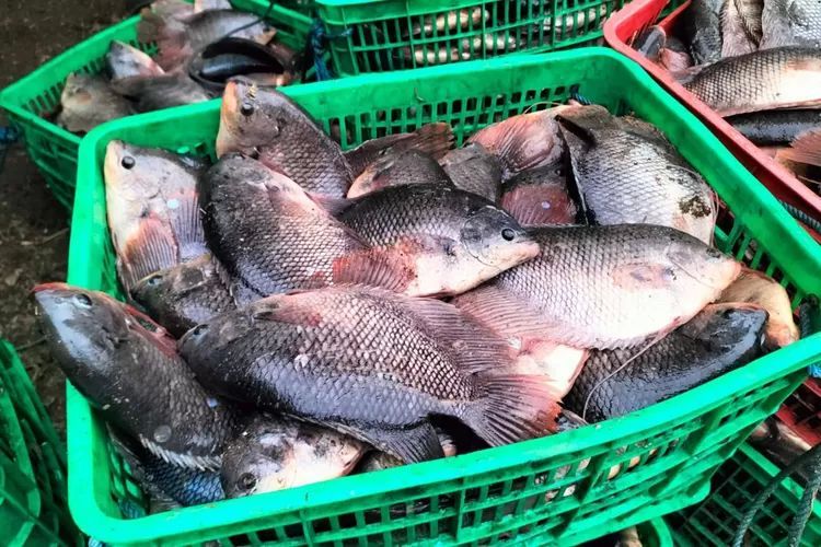Cara Ampuh Menghilangkan Bau Amis Ikan, Keliru Kalau Pakai Lemon