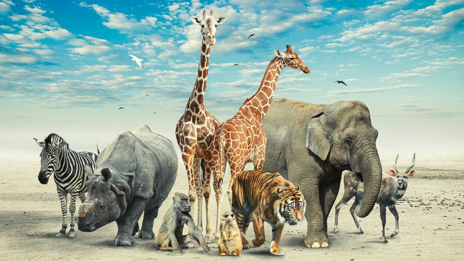 10 Hewan Raksasa Dunia, Beban Sampai 100 Ton