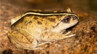 Katak Yang Menghilang Selama 130 Tahun Akhirnya Terlacak Kembali