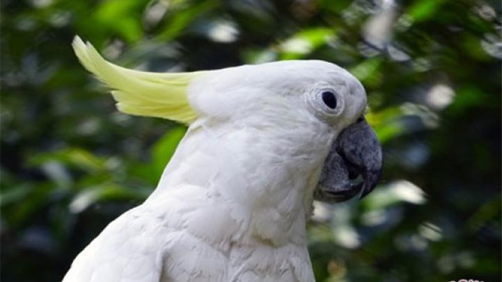 Minat Merawat Burung Kakatua? Ketahui Syarat dan Tipsnya!