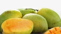 Mangga Baik Untuk Diet? Hasil Penelitian Ungkap Manfaatnya Mangga Baik Untuk Diet? Hasil Penelitian Ungkap Manfaatnya