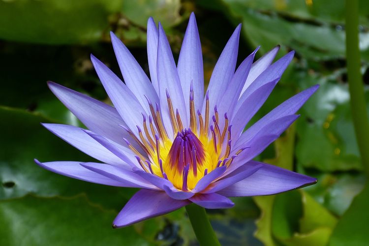 Menyelami Pesona Teratai Biru: Bunga Suci Mesir Kuno yang Menjadi Legenda