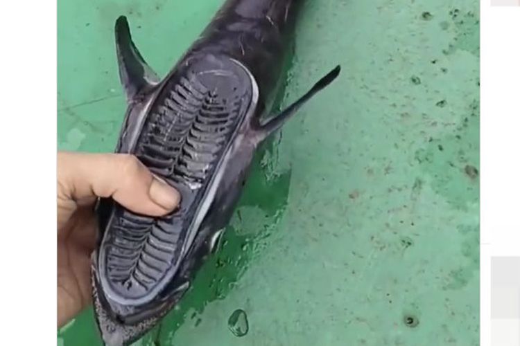 Nelayan Tangkap Ikan Unik Berkepala Seperti Telapak Sandal: Apa Kata Ahli?