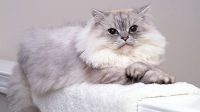 7 Fakta Lucu tentang Kucing Persia: Wajah Datar yang Memikat Hati