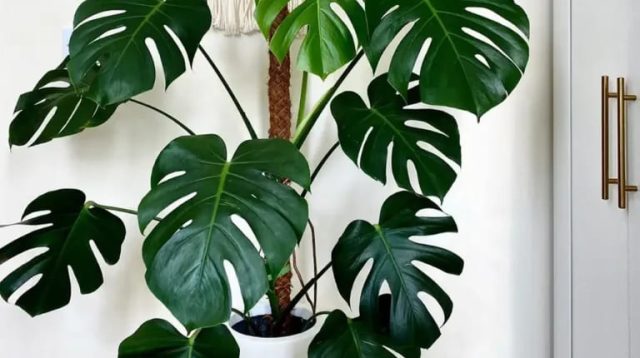 5 Jenis Monstera yang Mempercantik Rumah Anda
