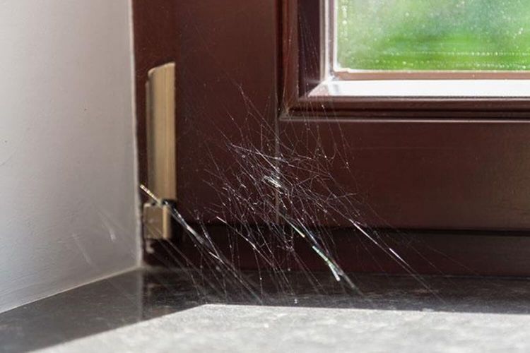 6 Cara Alami Mengusir Kecoa dari Rumah