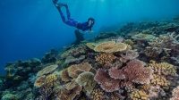 Mengunjungi Taman Laut Great Barrier, Surga Bawah Laut Australia Mengunjungi Taman Laut Great Barrier, Surga Bawah Laut Australia