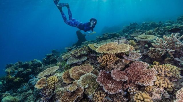 Mengunjungi Taman Laut Great Barrier, Surga Bawah Laut Australia