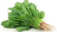 Bayam (Spinacia Oleracea): Sumber Zat Besi Dan Vitamin Yang Luar Biasa Bayam (Spinacia Oleracea): Sumber Zat Besi Dan Vitamin Yang Luar Biasa