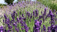 Lavender (Lavandula Angustifolia): Aroma Relaksasi Dan Kunci Tidur Lelap