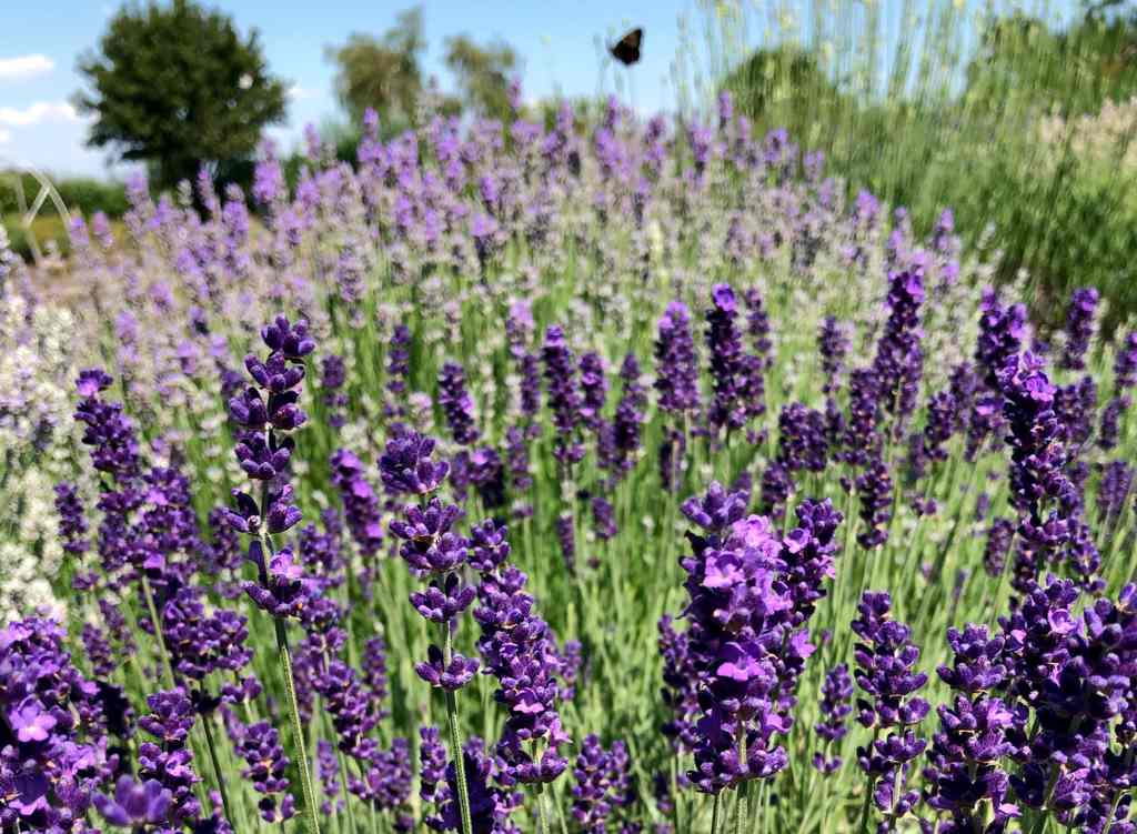 Lavender (Lavandula Angustifolia): Aroma Relaksasi Dan Kunci Tidur Lelap