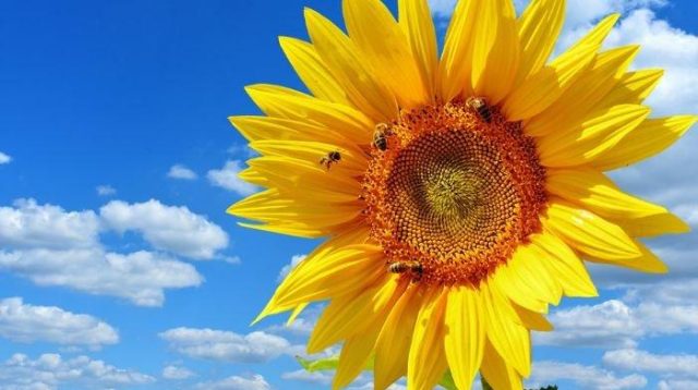 Prakiraan Cuaca Cirebon Minggu, 3 Agustus 2025: Cerah dan Nyaman untuk Akhir Pekan