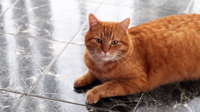 Penggemar Kucing di Kotabaru Kecam Perlakuan Kasar pada Kucing Penggemar Kucing di Kotabaru Kecam Perlakuan Kasar pada Kucing