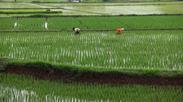 Torehkan Prestasi di KGIA 2025 dengan Boiler Biomassa Sekam Padi