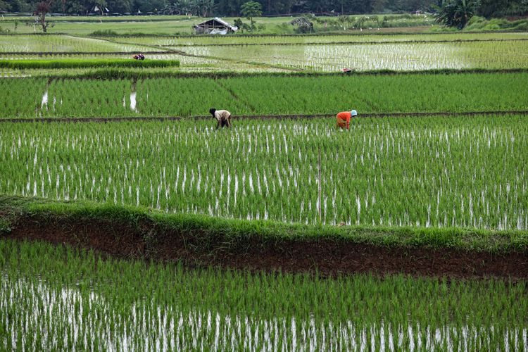 Torehkan Prestasi di KGIA 2025 dengan Boiler Biomassa Sekam Padi