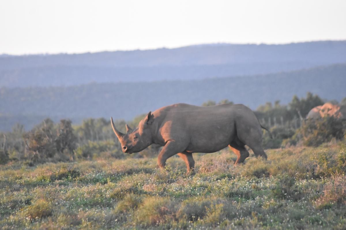 5 Fakta Menginspirasi tentang Badak Hitam Barat yang Punah Akibat Perburuan Massal