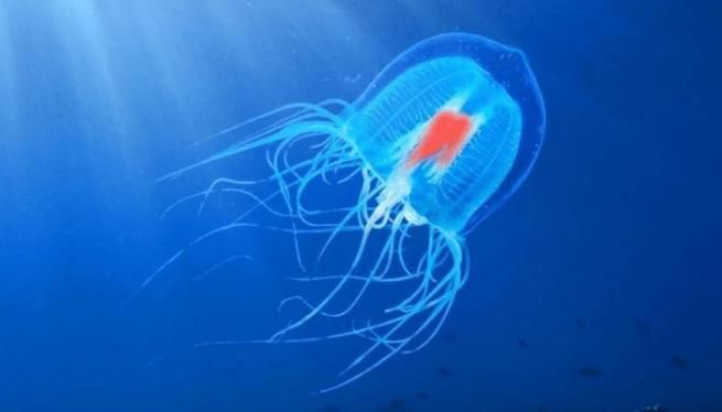 Luar Biasa! 7 Hewan Abadi yang Tidak Pernah Mati