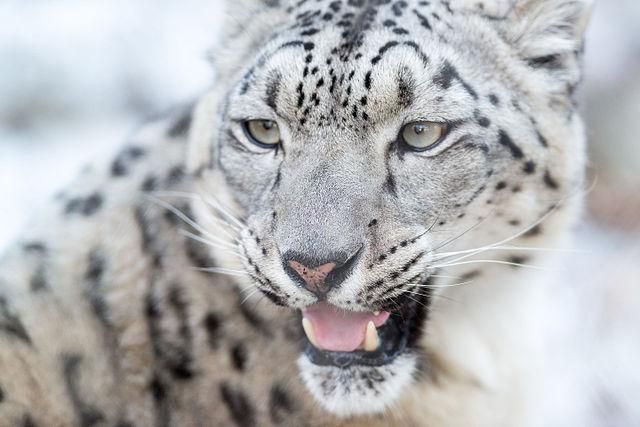 5 Fakta Mengejutkan Macan Tutul Salju, Rahasia Pegunungan Himalaya