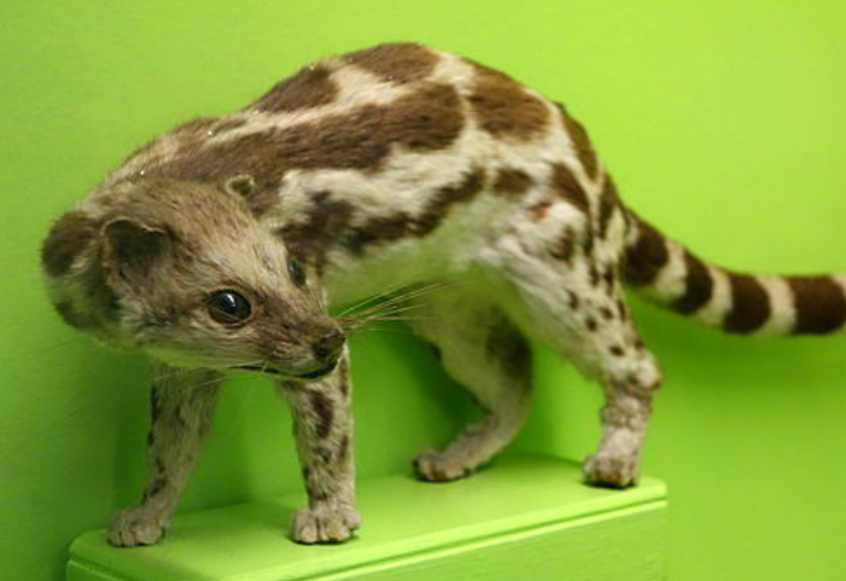 5 Fakta Menarik Linsang, Hewan Langka yang Mirip Kucing dan Musang