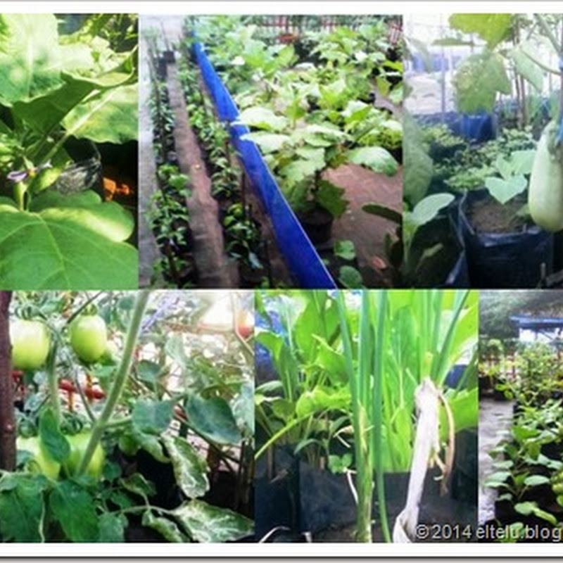 Budidaya Belut di Halaman Rumah: Mudah dan Menguntungkan