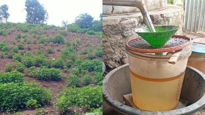 Harga Nilam di Sulawesi Hari Ini, Kapan Lagi Melebihi 2 Juta?