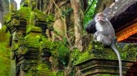 Menjelajahi Keajaiban Ubud Monkey Forest: Perpaduan Suci Alam Dan Budaya Di Jantung Bali