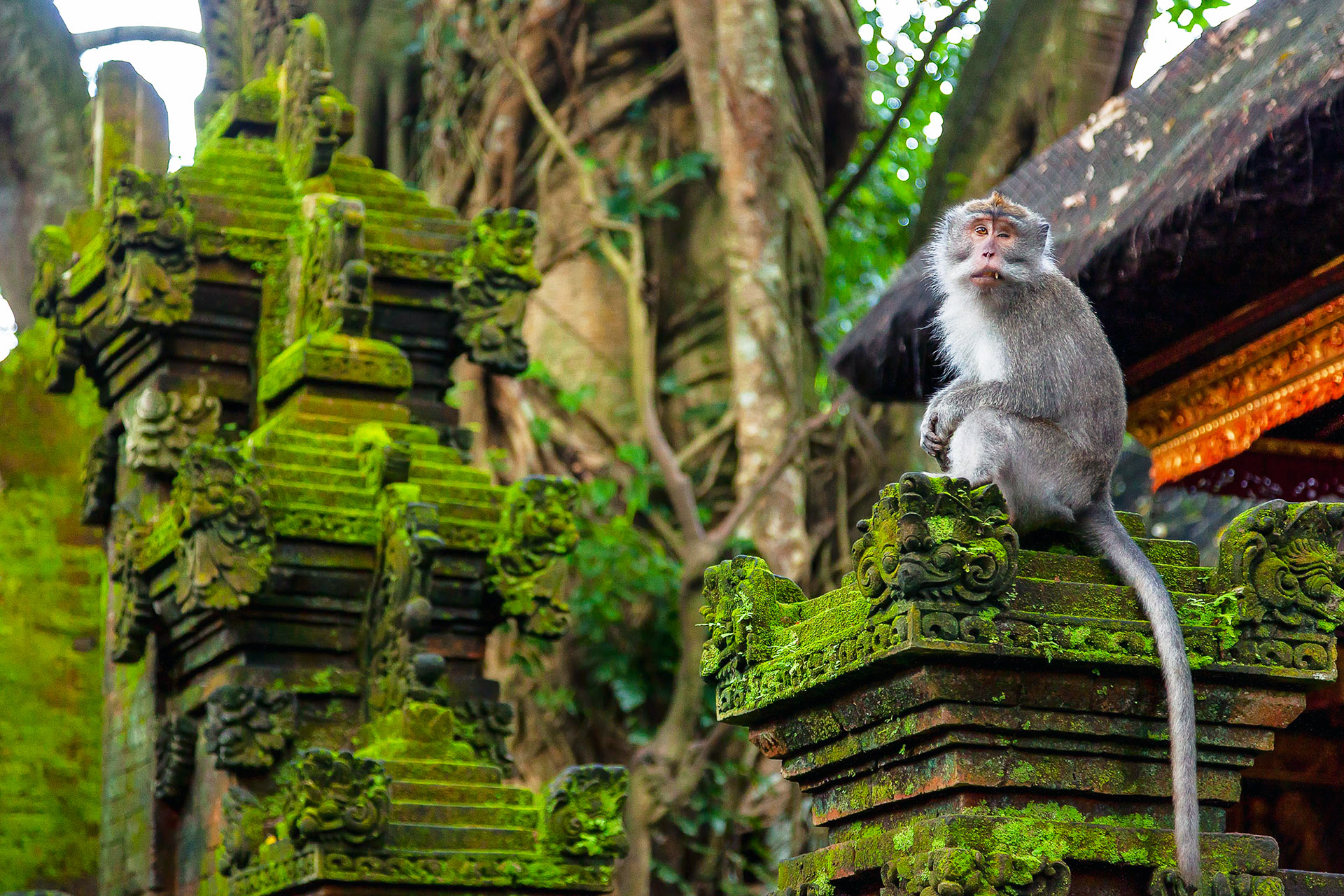 Menjelajahi Keajaiban Ubud Monkey Forest: Perpaduan Suci Alam Dan Budaya Di Jantung Bali