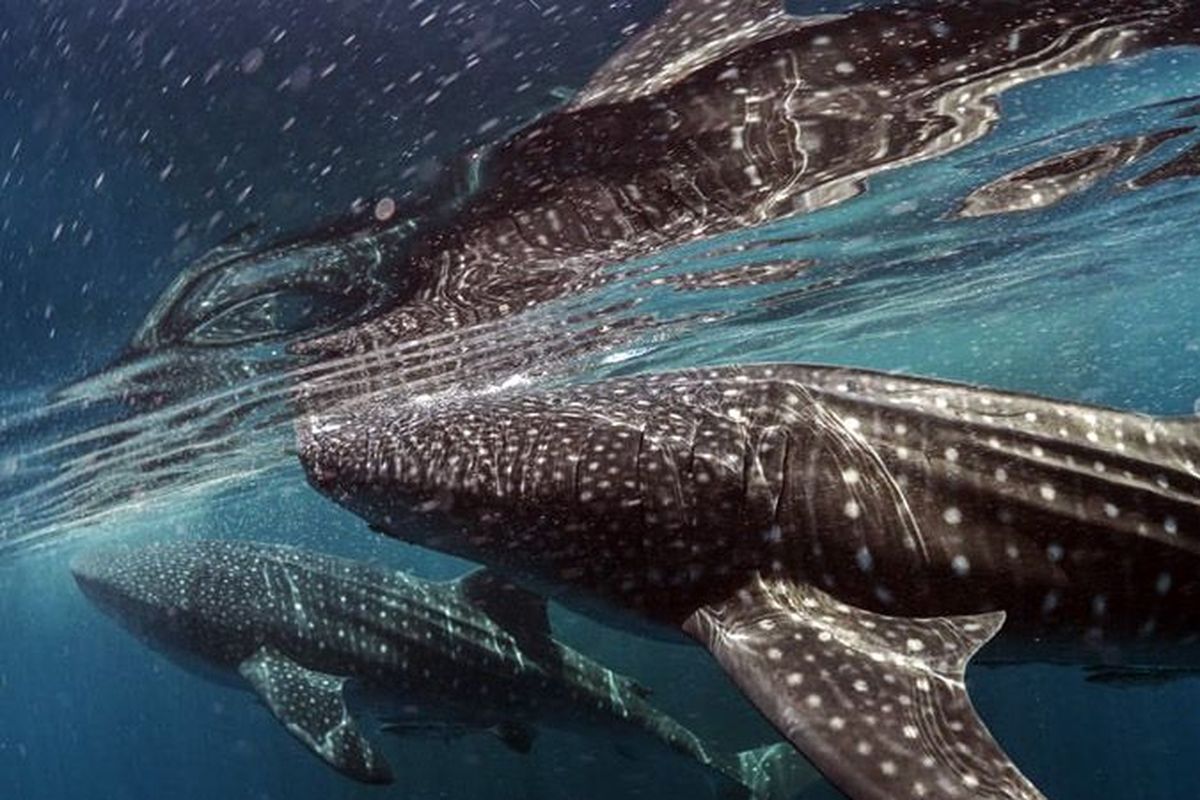 Taman Nasional Teluk Cenderawasih Hiu Paus Papua Barat