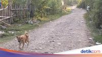 Kasus Rabies di Manggarai: Pria 55 Tahun Tewas Akibat Gigitan Anjing Sendiri