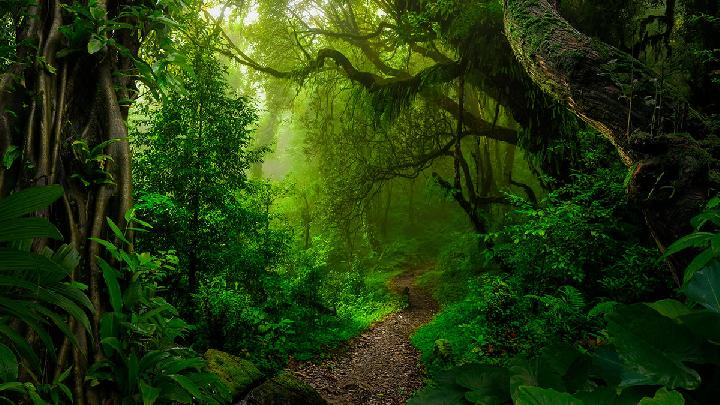 Pemanasan Global Picu Kenaikan Emisi Nitrogen Hutan, Apa Dampaknya?