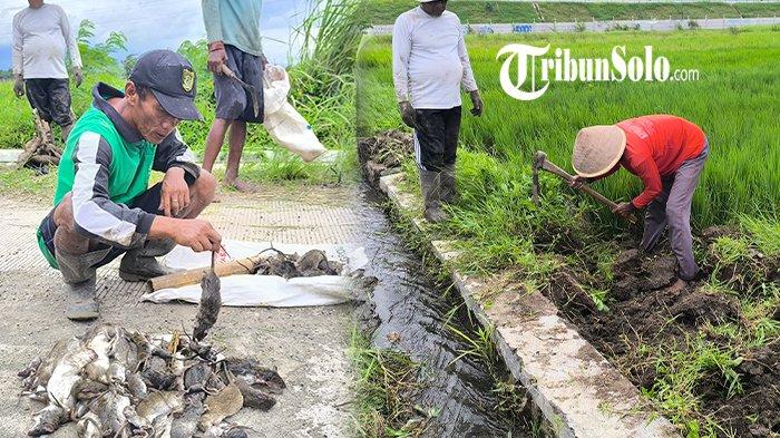 Nasib Petani Sragen: Hama Tikus Serang Bertahun-Tahun, Panen Tak Maksimal