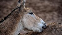 6 fakta menarik tentang onager, keledai liar gurun yang tak bisa dikendalikan!