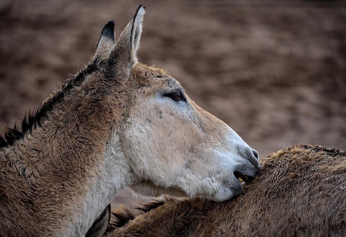 6 fakta menarik tentang onager, keledai liar gurun yang tak bisa dikendalikan!