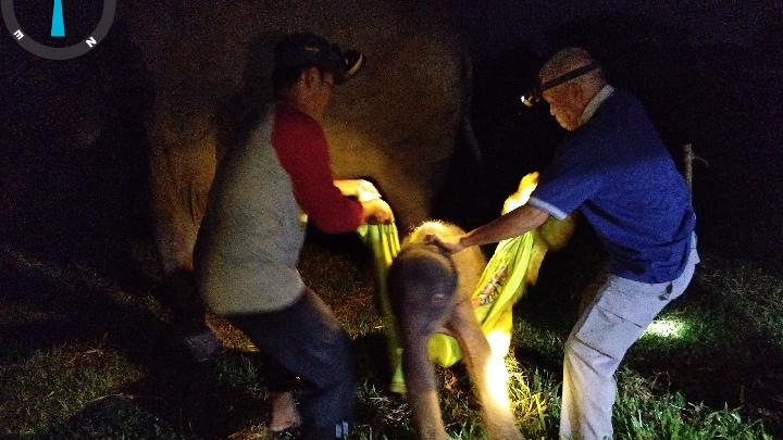 Taman Nasional Way Kambas Umumkan Kelahiran Anak Gajah Betina Sehat