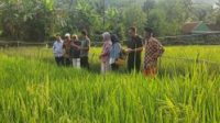 Keunggulan Teknologi Padi Salibu: Hemat Biaya, Cepat Panen, Hasil Meningkat