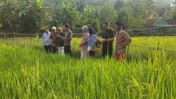 Keunggulan Teknologi Padi Salibu: Hemat Biaya, Cepat Panen, Hasil Meningkat