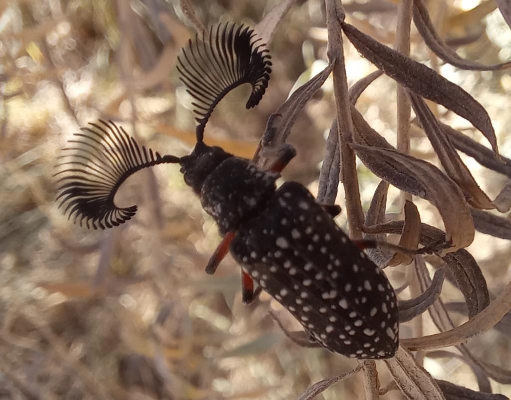 5 Fakta Menarik Rhipicera femorata, Kumbang Berantena Kipas Australia