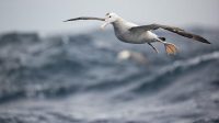 5 Fakta Menarik Albatross, Burung Penjelajah Laut yang Tak Pernah Berhenti Terbang