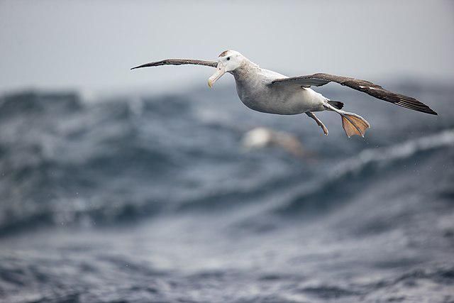 5 Fakta Menarik Albatross, Burung Penjelajah Laut yang Tak Pernah Berhenti Terbang