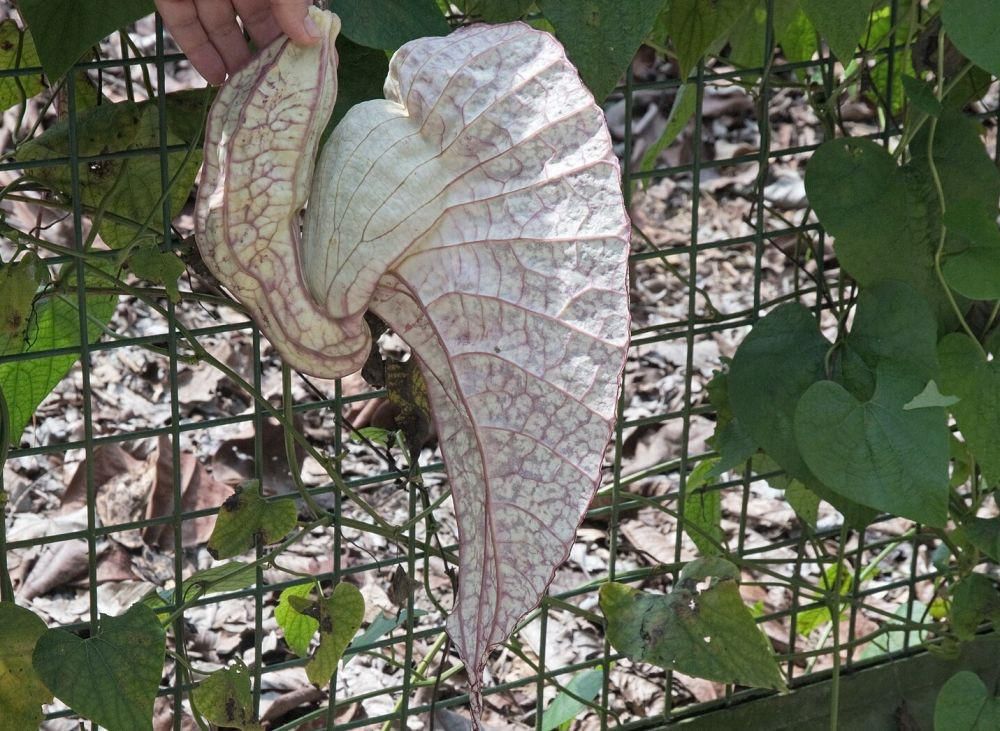 Bunga-Bunga Unik dengan Bentuk Paling Aneh